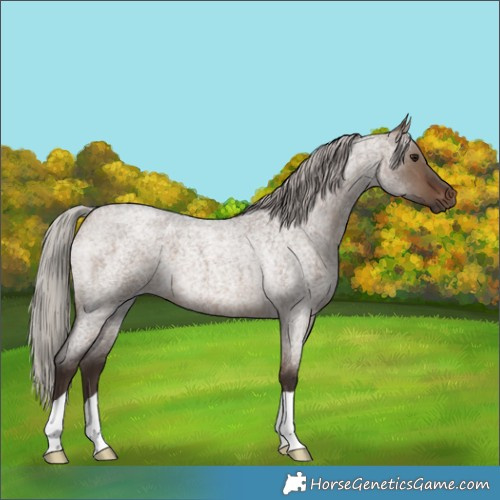 Horse Color:Silver Brown Roan Dun 