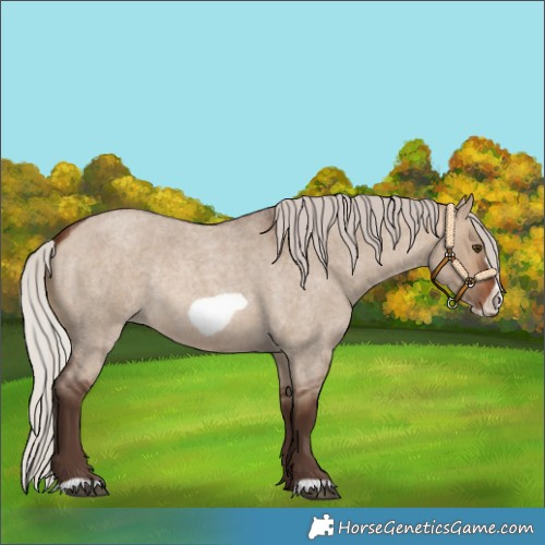 Horse Color:Silver Brown Roan Dun Frame Rabicano 
