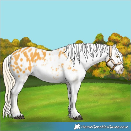Horse Color:Palomino Tobiano Blanket 