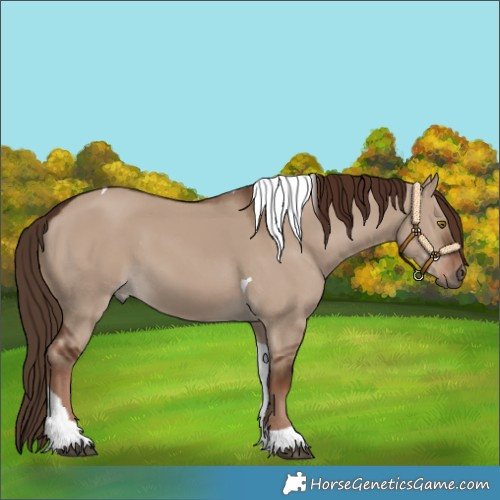 Horse Color:Liver Red Dun Tobiano 