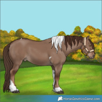 Horse Color:Liver Red Dun Tobiano 