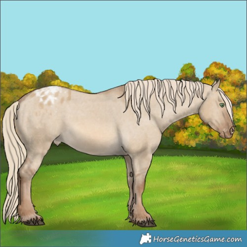 Horse Color:Chocolate Palomino Dun Appaloosa 