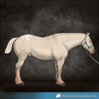 Horse Color:Chocolate Palomino Dun Varnish