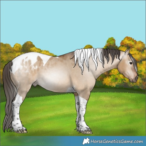 Horse Color:Gray Bay Dun Tobiano Appaloosa 