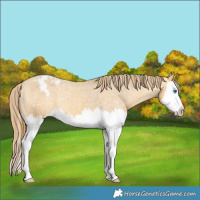 Horse Color:Amber Cream Champagne Sabino Splash Varnish Rabicano 