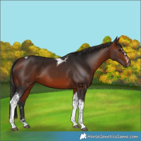 Horse Color:Bay Tobiano