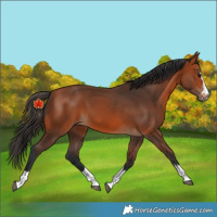 Horse Color:Bay 