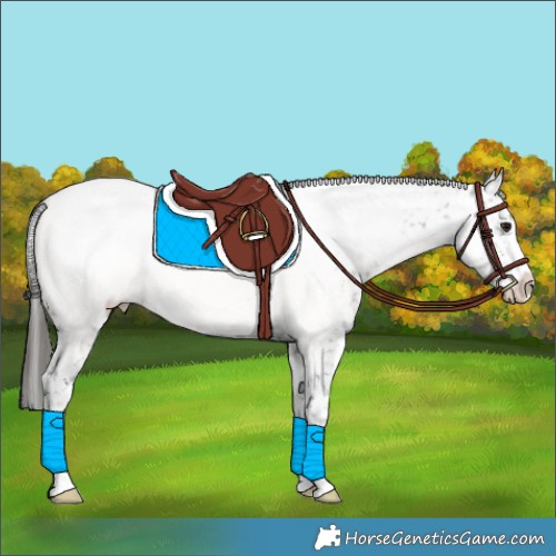 Horse Color:Buckskin Sabino Appaloosa 