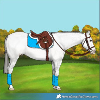 Horse Color:Buckskin Sabino Snowcap 