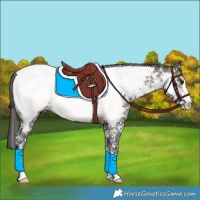 Horse Color:Buckskin Sabino Appaloosa 