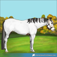 Horse Color:White Spotted Liver Chestnut Sabino Appaloosa 