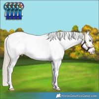 Horse Color:Chocolate Palomino Sabino Appaloosa