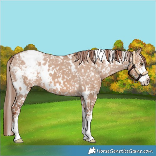 Horse Color:White Spotted Red Dun Sabino Appaloosa