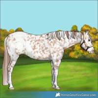 Horse Color:White Spotted Red Dun Sabino Snowflake Varnish