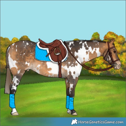 Horse Color:White Spotted Buckskin Appaloosa