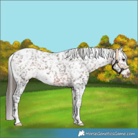Horse Color:White Spotted Brown Appaloosa 