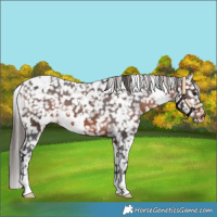 Horse Color:White Spotted Brown Snowflake Varnish