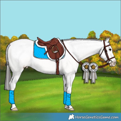 Horse Color:White Spotted Brown Sabino Appaloosa 