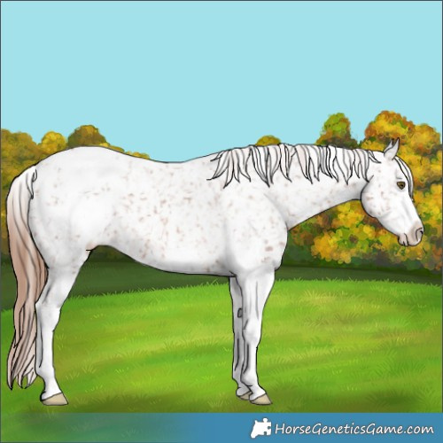 Horse Color:Chestnut Sabino Appaloosa