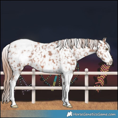 Horse Color:Chestnut Sabino Snowflake Varnish