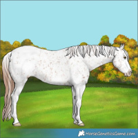 Horse Color:Chestnut Sabino Appaloosa 