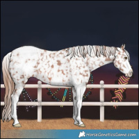 Horse Color:Chestnut Sabino Snowflake Varnish