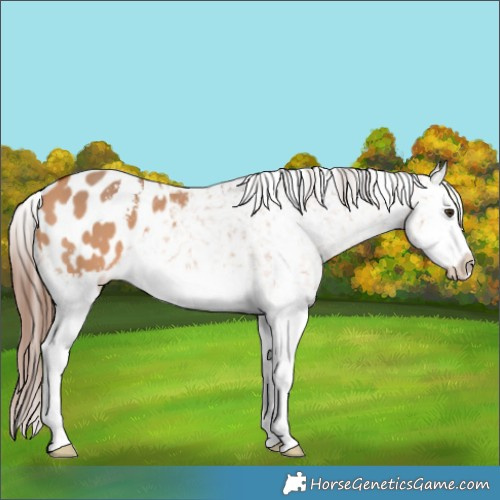 Horse Color:Bay Dun Sabino Splash Appaloosa