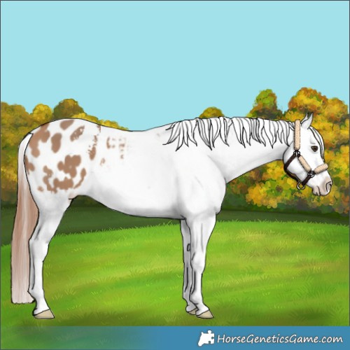 Horse Color:Bay Dun Sabino Splash Blanket