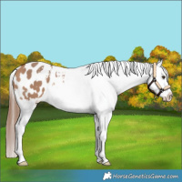 Horse Color:Bay Dun Sabino Splash Appaloosa 