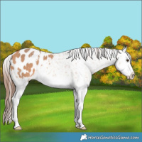 Horse Color:Bay Dun Sabino Splash Appaloosa 