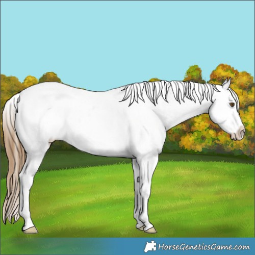 Horse Color:White Spotted Buckskin Appaloosa