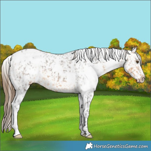 Horse Color:White Spotted Buckskin Appaloosa