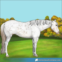Horse Color:White Spotted Buckskin Appaloosa 
