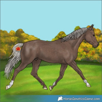 Horse Color:Unknown 