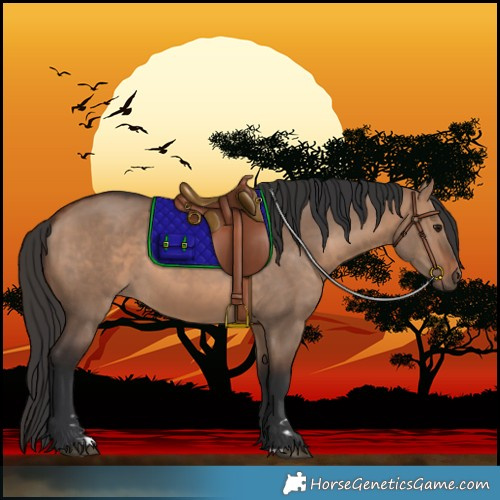 Horse Color:Brown Dun 