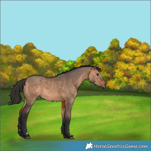 Horse Color:Brown Dun 