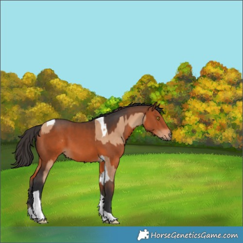 Horse Color:Amber Champagne Tobiano  and Bay Tobiano 