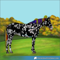 Horse Color:Painted Black Appaloosa 