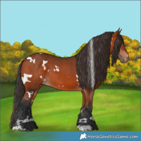 Horse Color:White Spotted Bay Rabicano