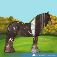 Horse Color:White Spotted Liver Chestnut 