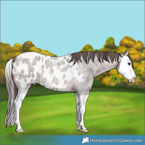 Horse Color:Brown Roan Splash Appaloosa 