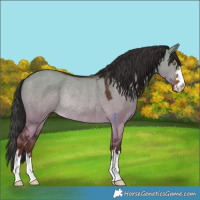 Horse Color:Liver Red Dun Rabicano