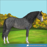 Horse Color:Black Ice 