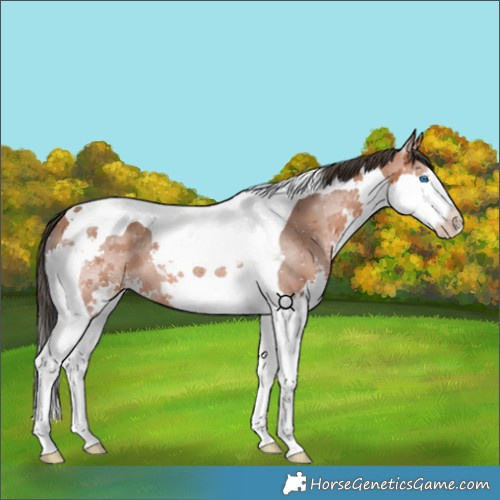 Horse Color:Bay Splash Tobiano