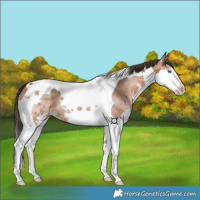 Horse Color:Bay Splash Tobiano 