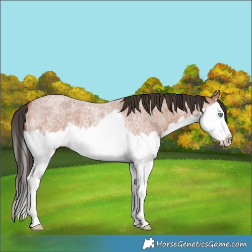 Horse Color:Bay Roan Splash 