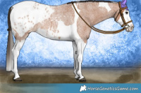 Horse Color:Bay Roan Splash Tobiano Appaloosa 