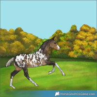 Horse Color:Silver Smoky Black Appaloosa 