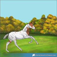 Horse Color:Silver Bay Tobiano Frame 