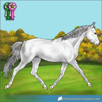Horse Color:Gray White Spotted Brown Sabino Frame 